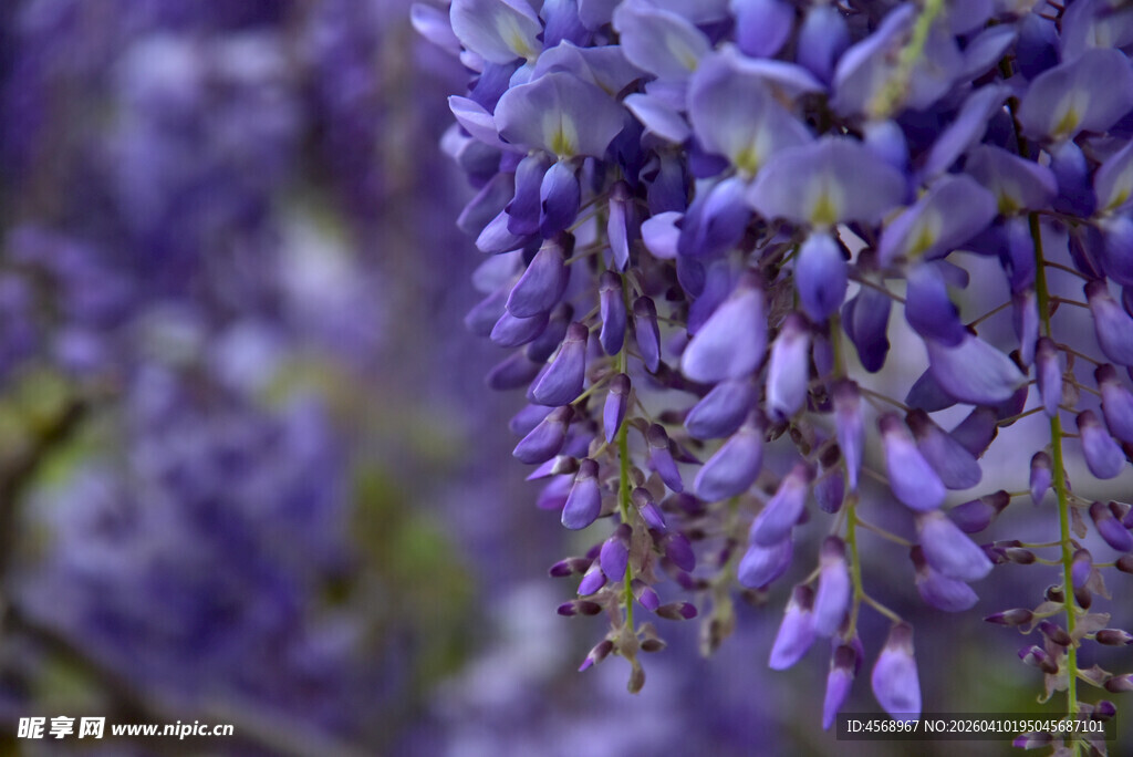 紫藤花垂挂美景