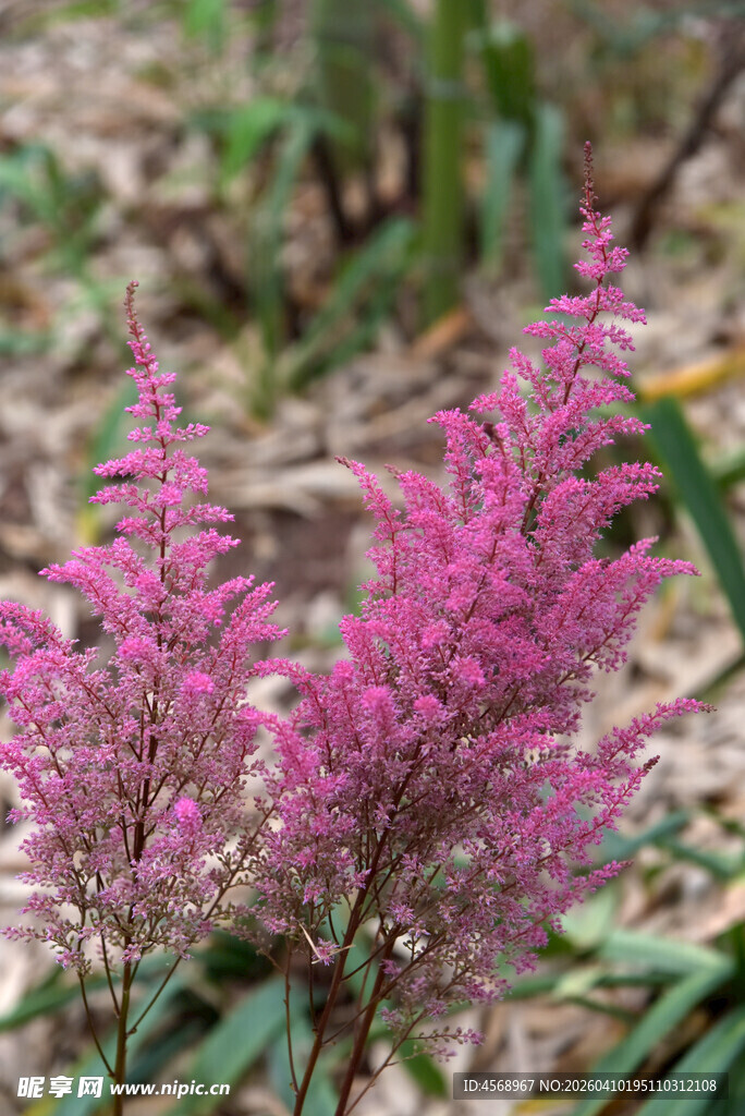 粉色穗状花卉绽放