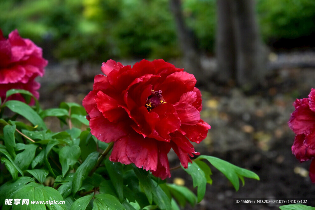 娇艳盛开的红色牡丹花