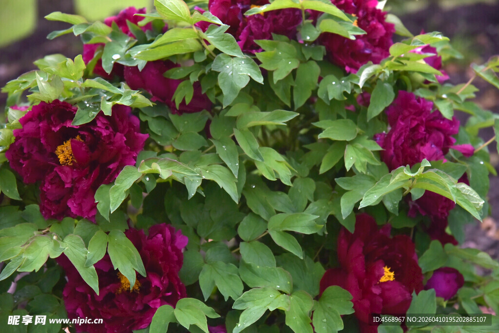 深红牡丹花绽放绿叶间