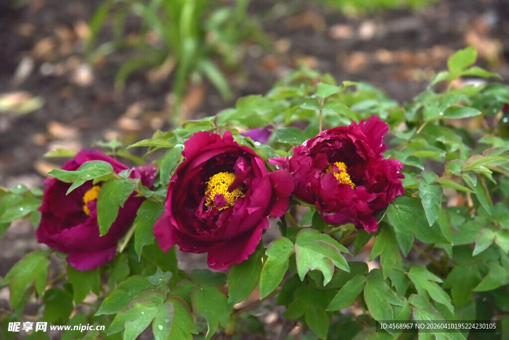 深红牡丹绽放于绿叶间