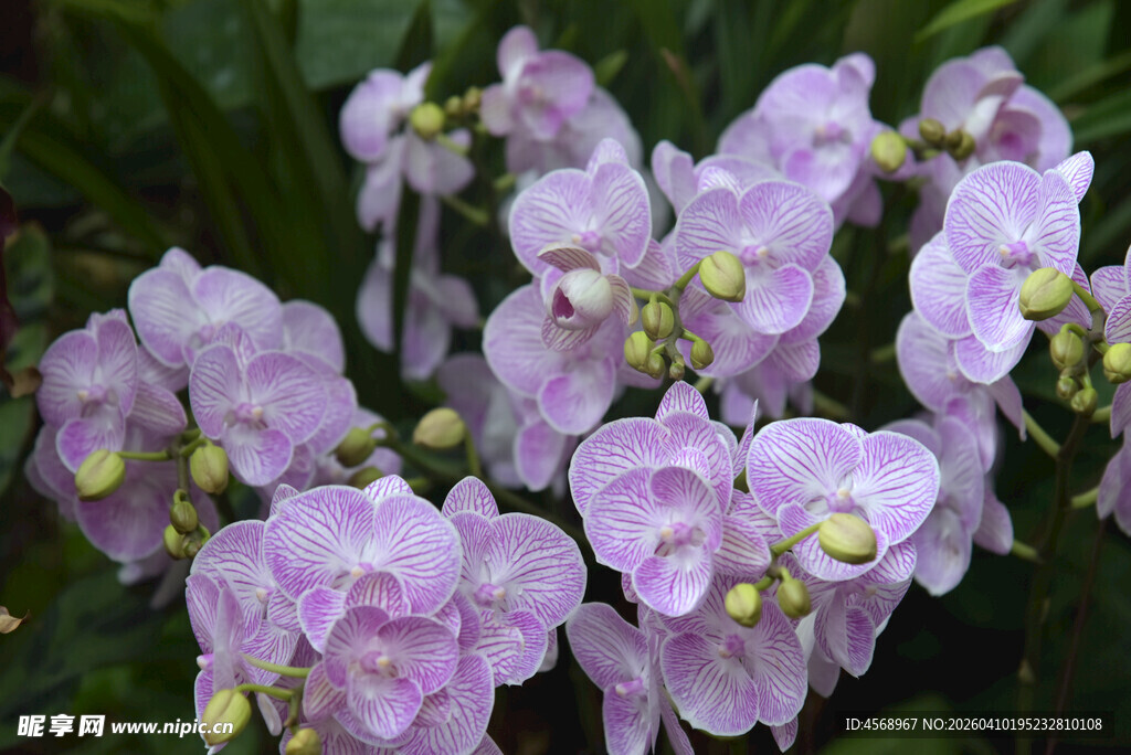 淡紫色兰花绽放
