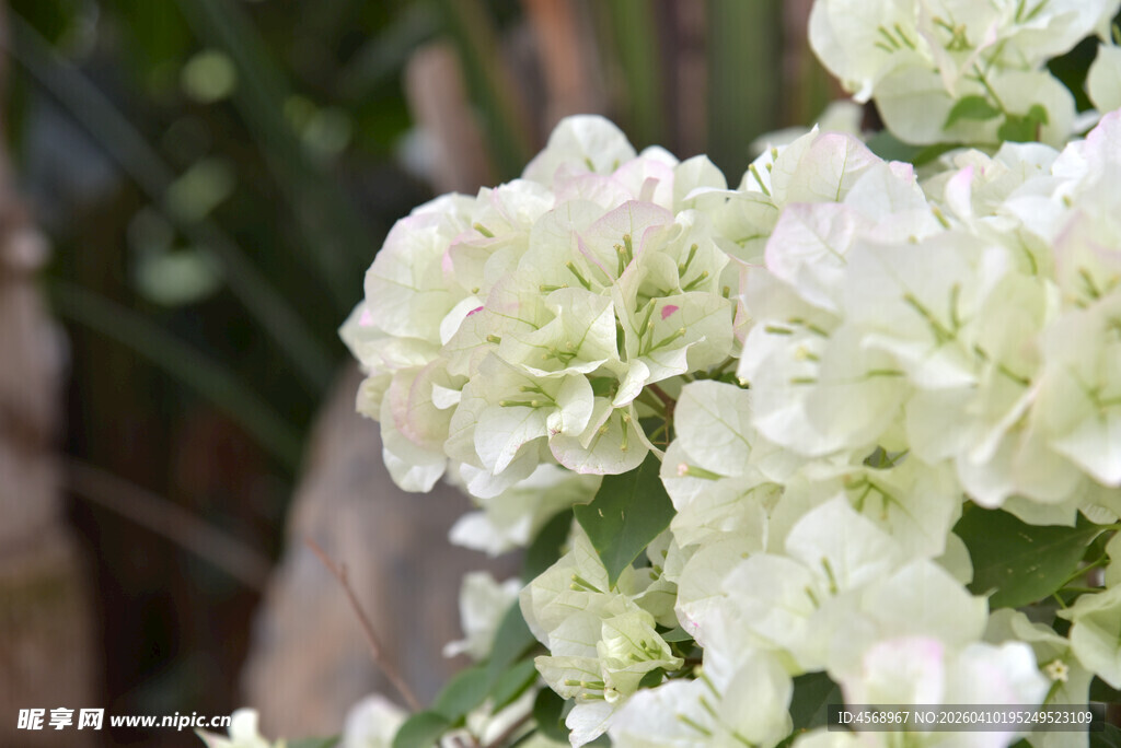 白色三角梅特写