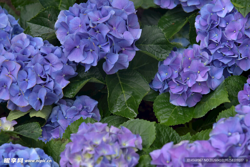 蓝紫色绣球花绽放