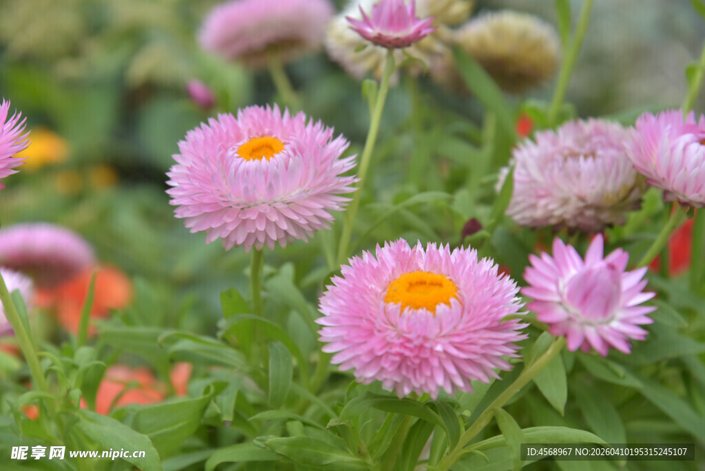 美丽绽放的粉色花朵