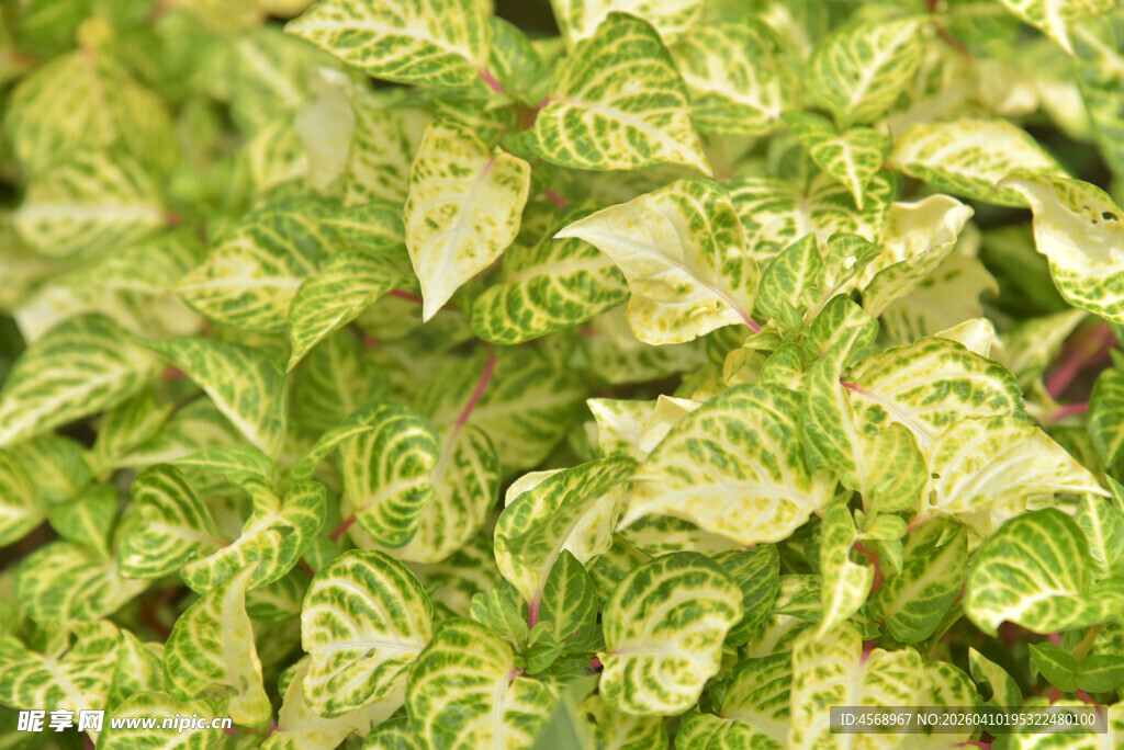 黄绿相间的斑斓叶片