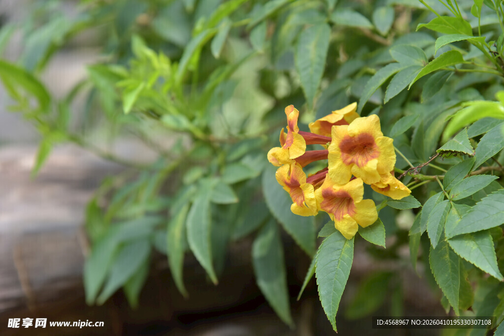 娇艳黄红相间花卉特写