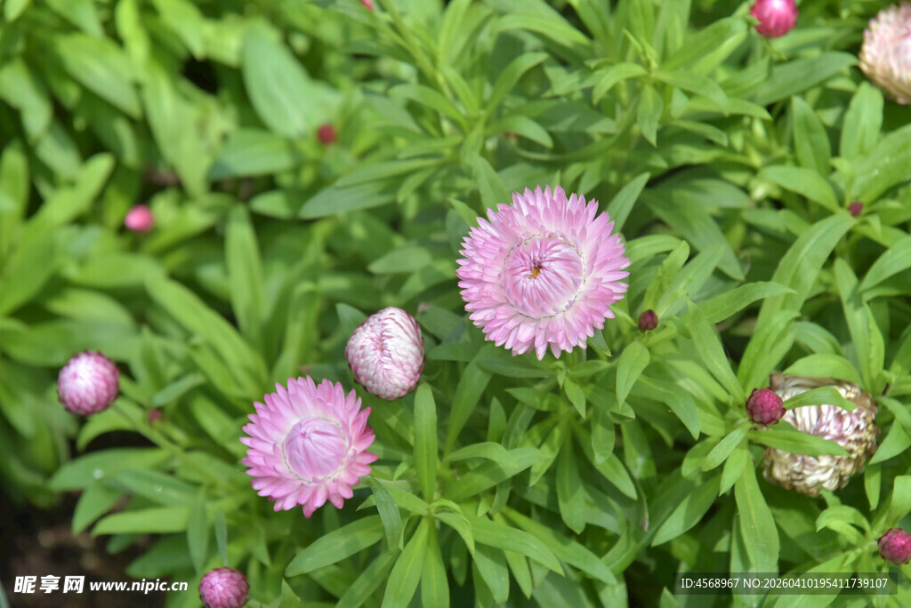 粉色翠菊绽放于绿叶间