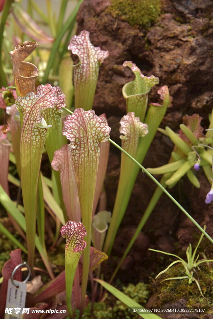 捕蝇草特写