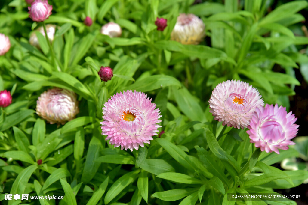 粉色雏菊绽放绿意间
