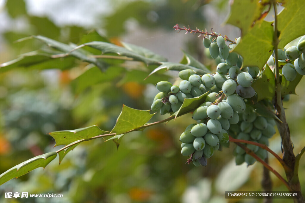 枝头青果尽显自然生机
