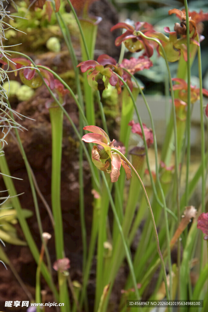 多彩水生植物特写