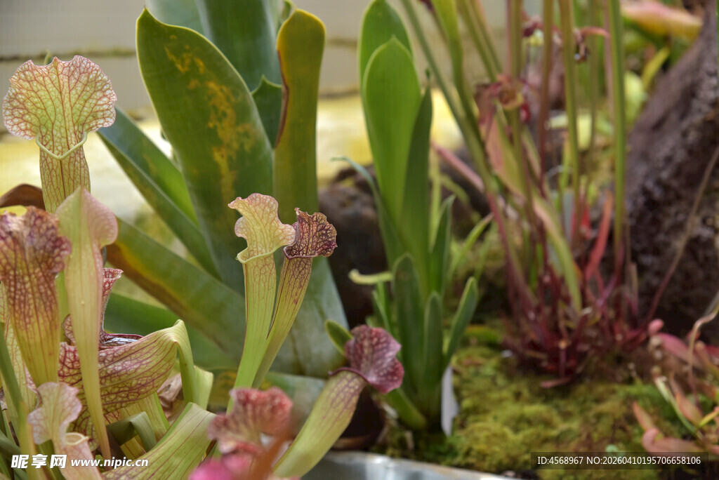 捕蝇草等食虫植物特写