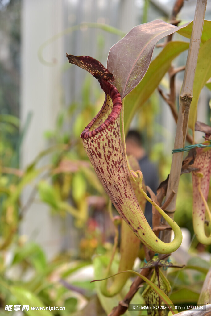 奇特猪笼草特写