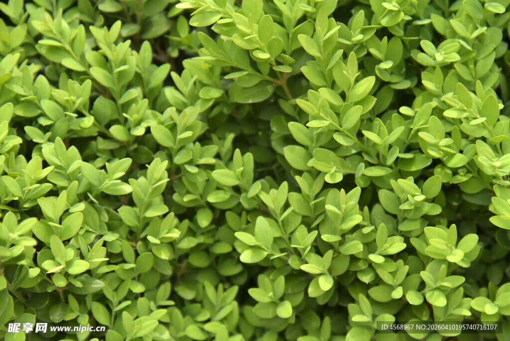 翠绿繁茂的清新绿植