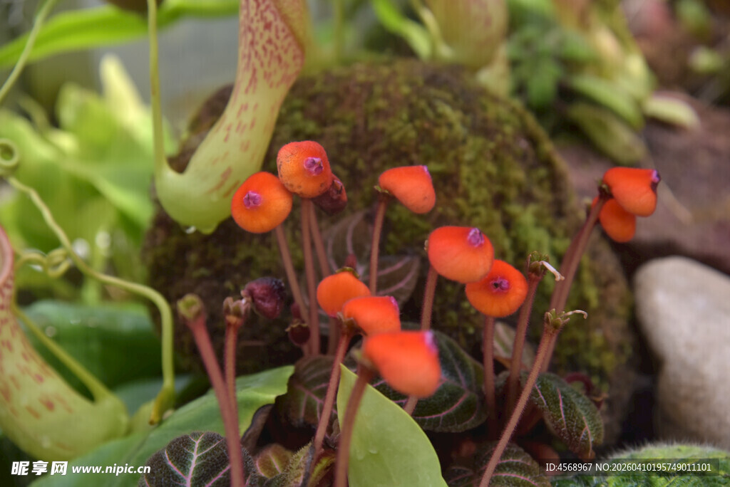 橙红小蘑菇生长于绿植间