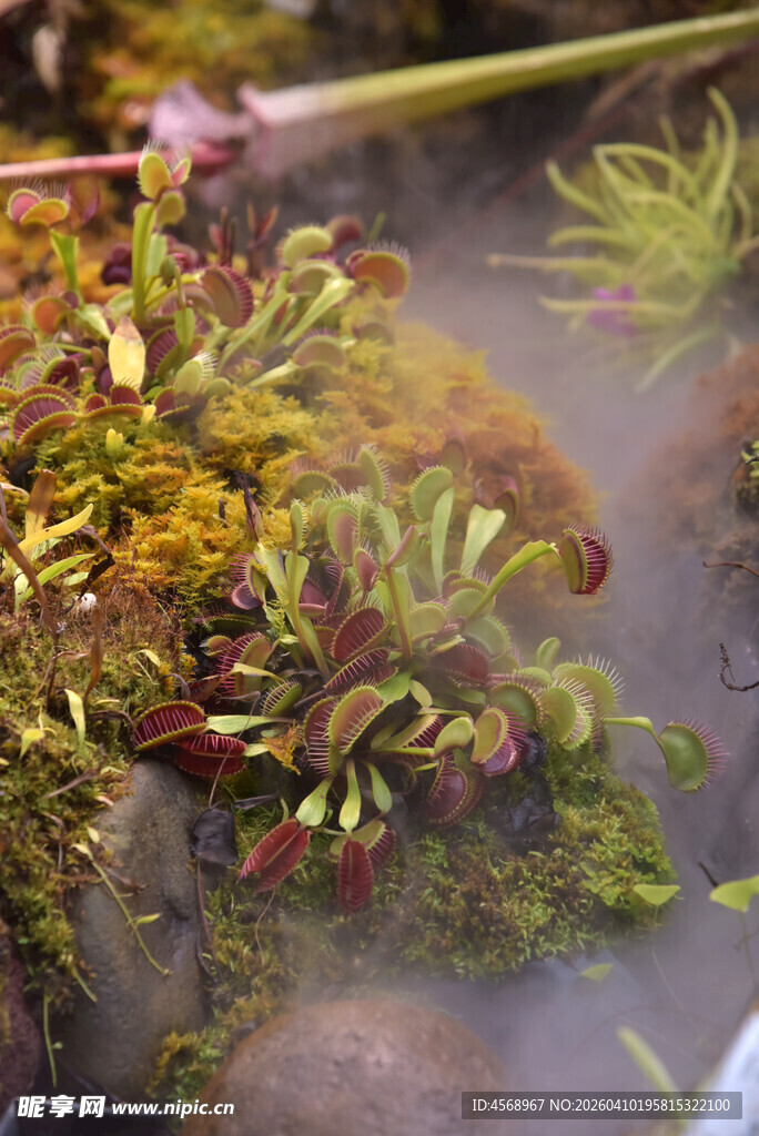 捕蝇草等食虫植物特写