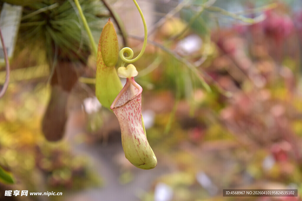 奇特猪笼草悬挂绿叶间
