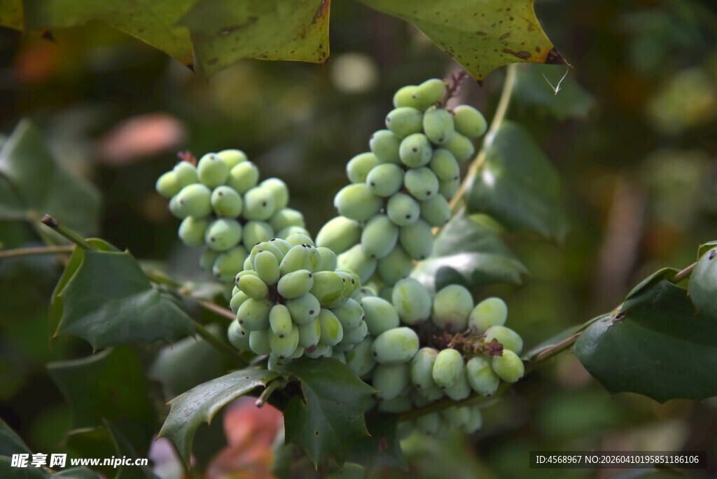 绿色浆果挂于枝叶间