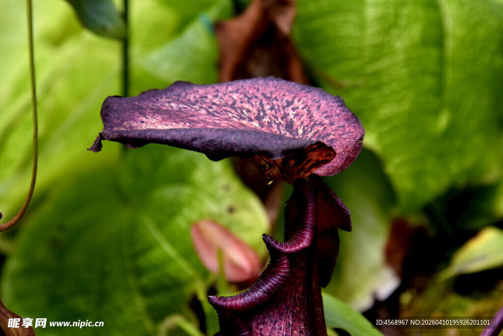 奇特紫色食虫植物