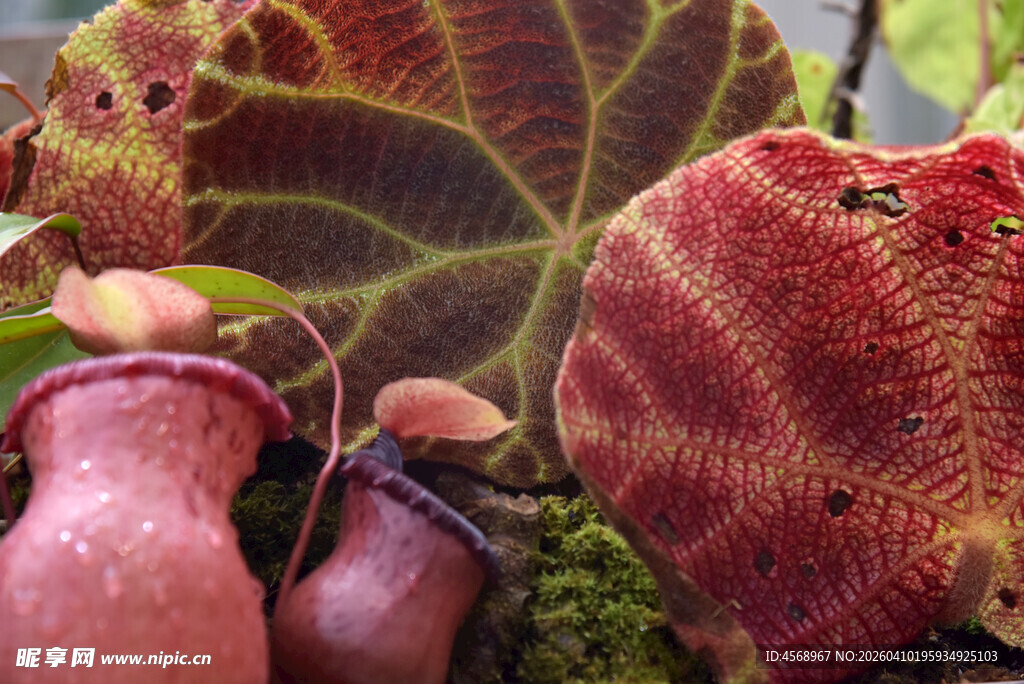 奇异猪笼草与斑斓叶片