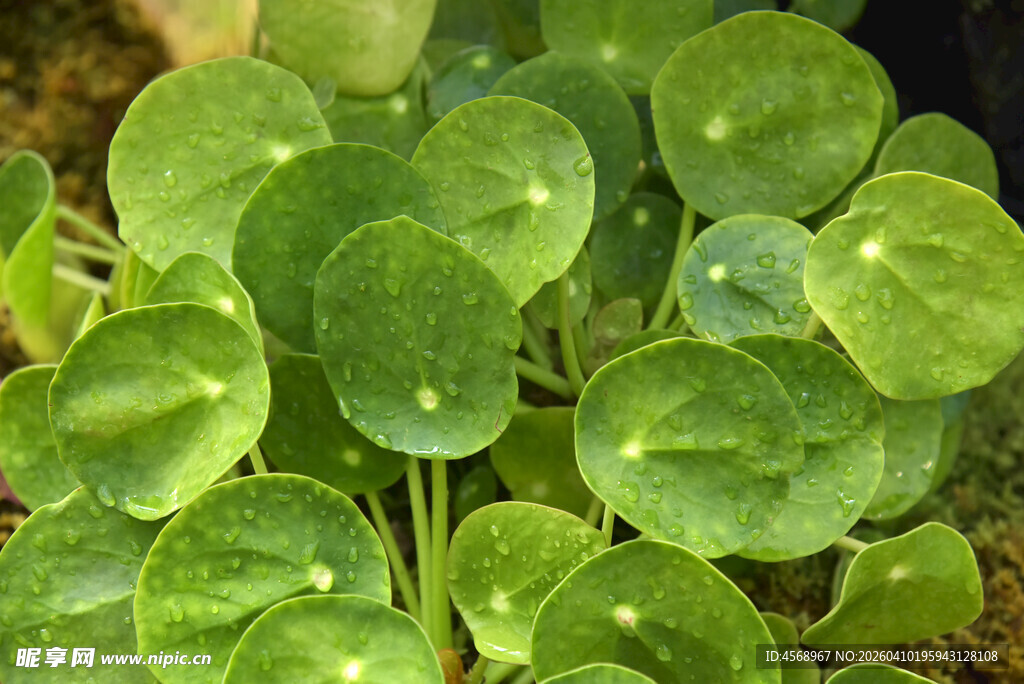 翠绿铜钱草叶片特写