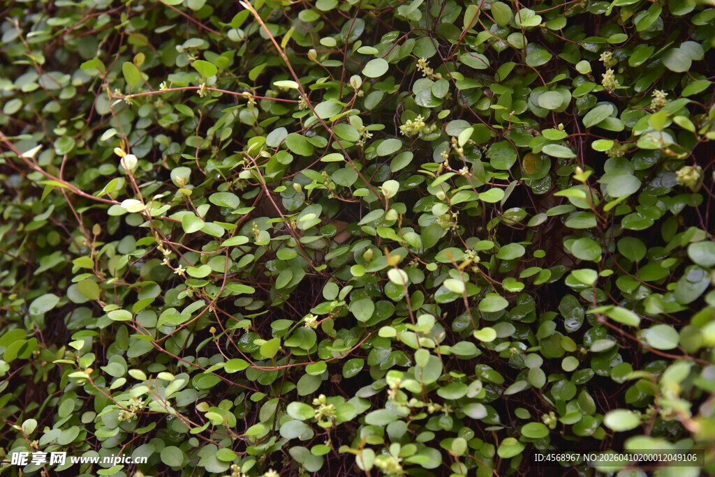 翠绿繁茂的丛生植物