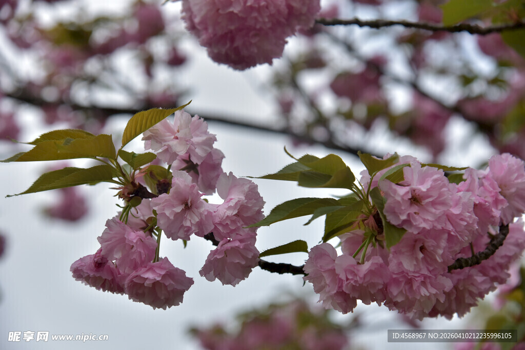 枝头绽放的粉嫩樱花