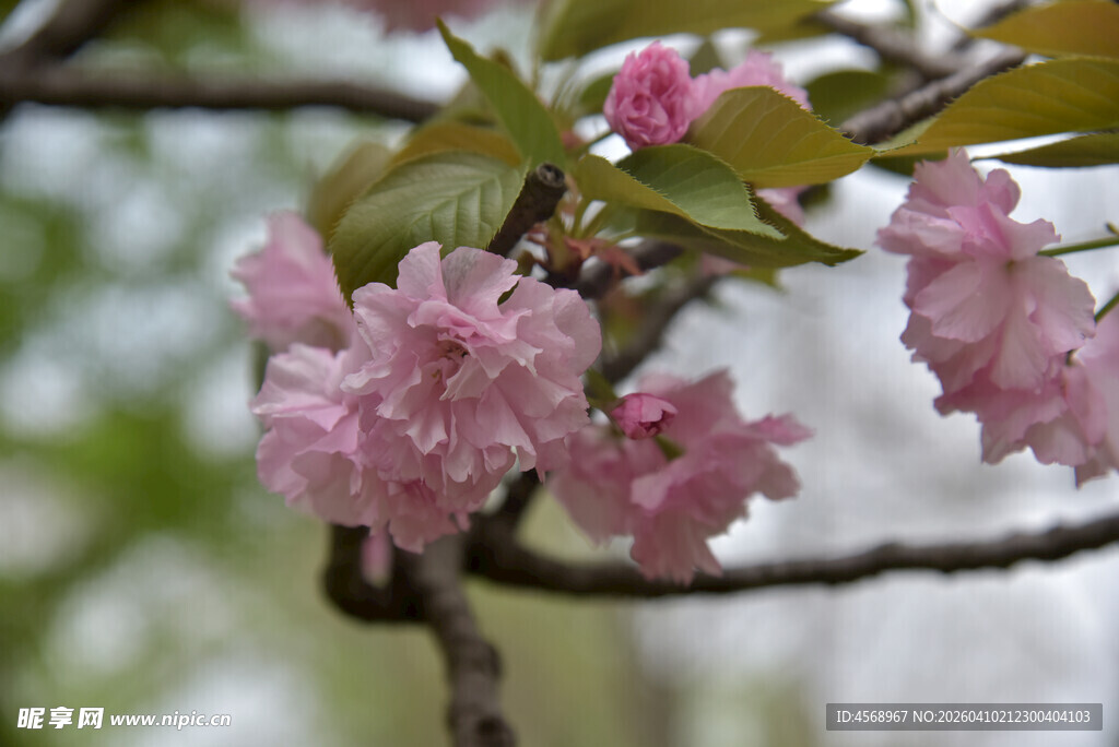 枝头绽放的粉嫩樱花