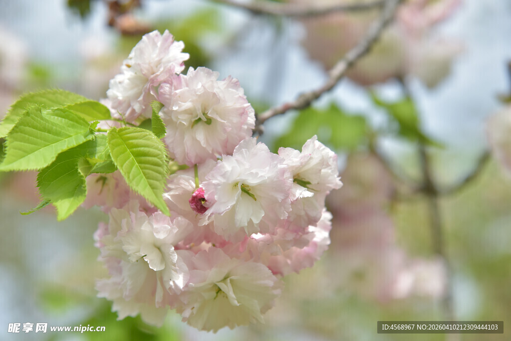 枝头粉嫩樱花绽放