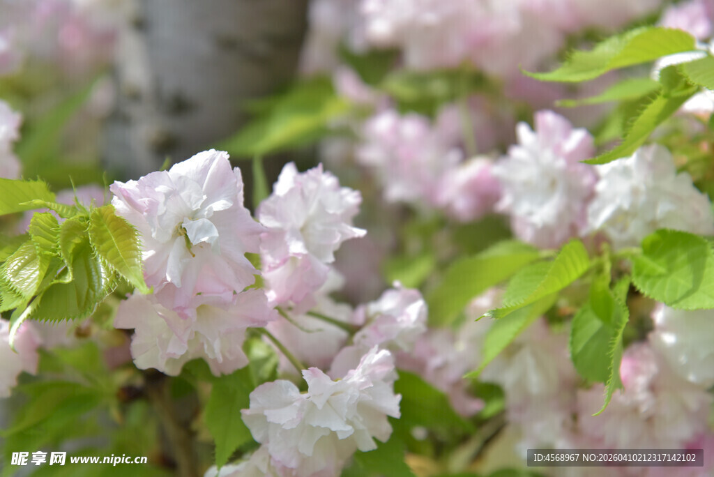 粉色繁花绽放枝头