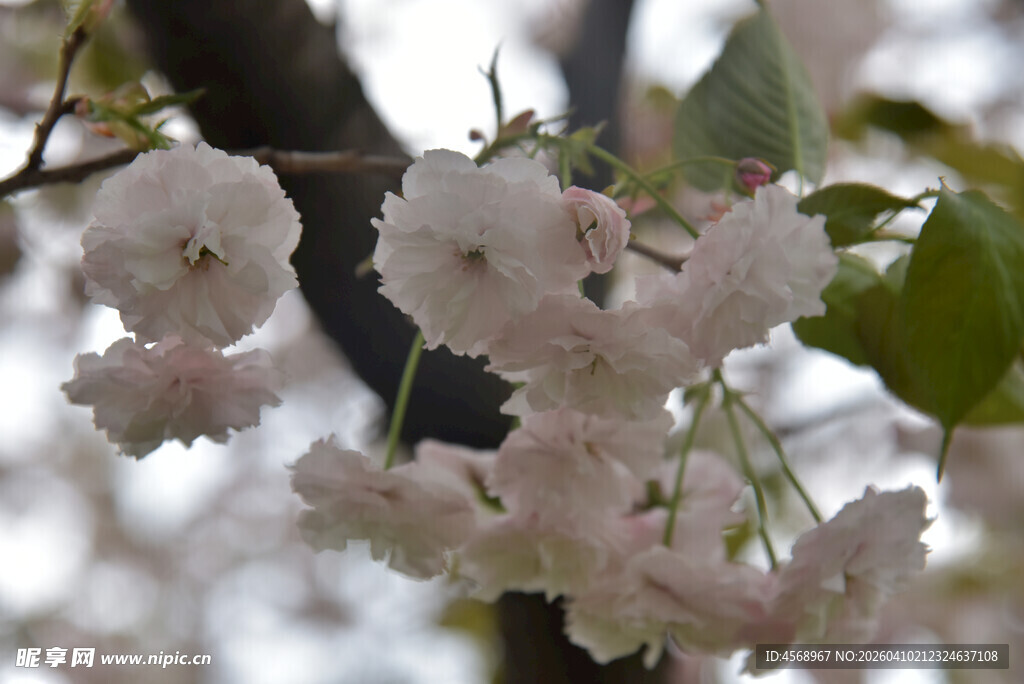 枝头绽放的粉嫩樱花
