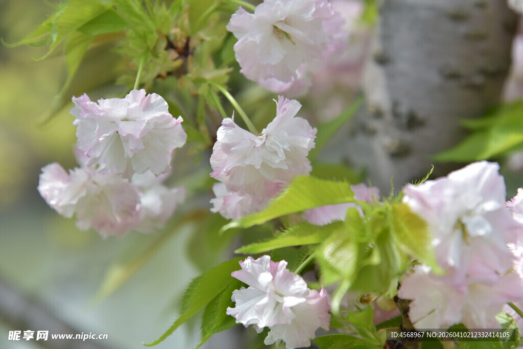 粉嫩樱花绽放枝头