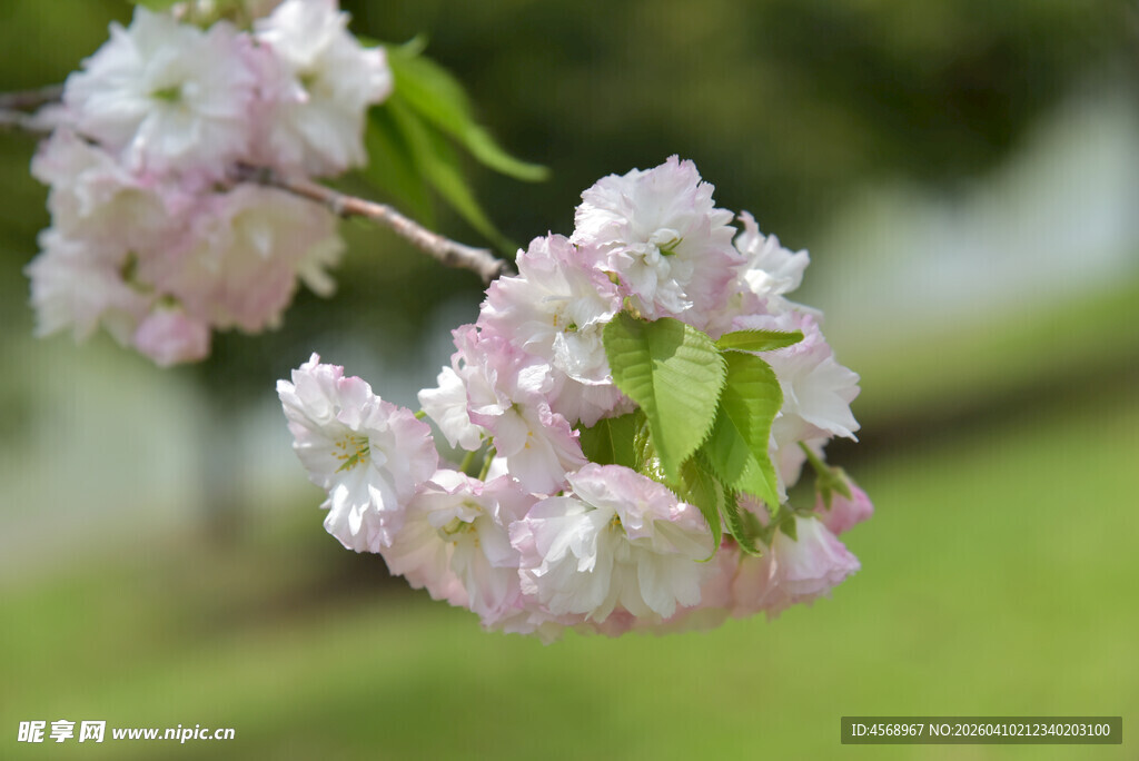 枝头绽放的粉嫩樱花