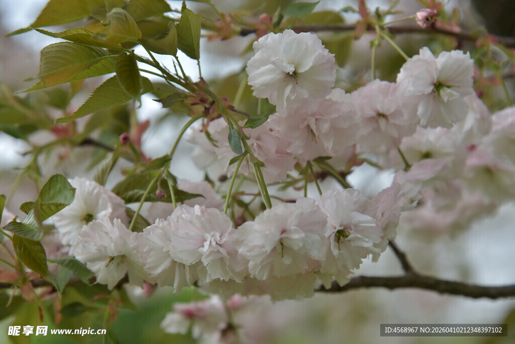 粉嫩樱花枝头绽放