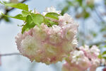 粉嫩绣球花绽放枝头
