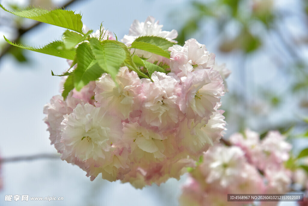 粉嫩绣球花绽放枝头
