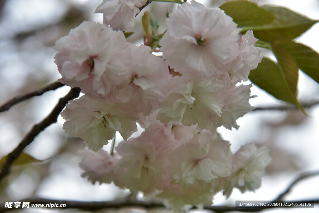 粉嫩樱花绽于枝头