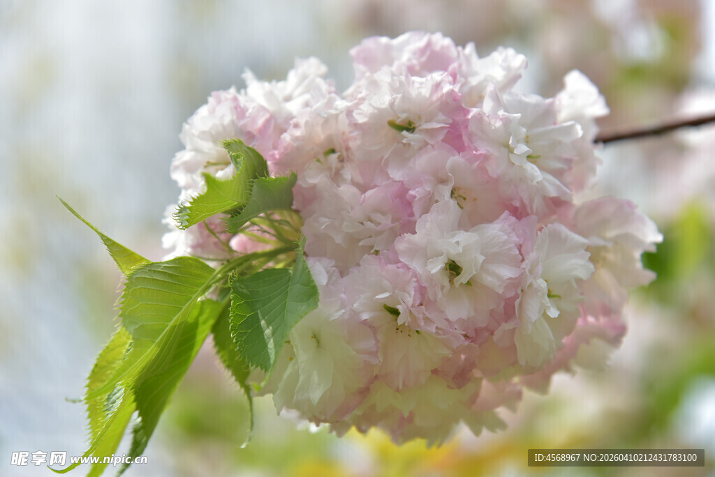 粉嫩绣球花绽放枝头