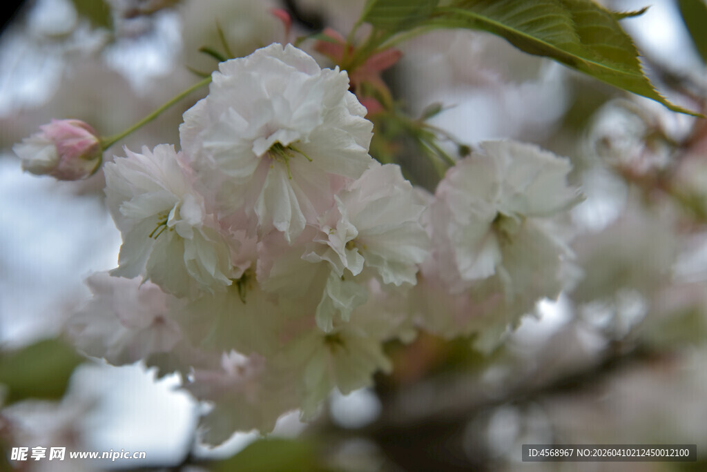 绽放的白色樱花