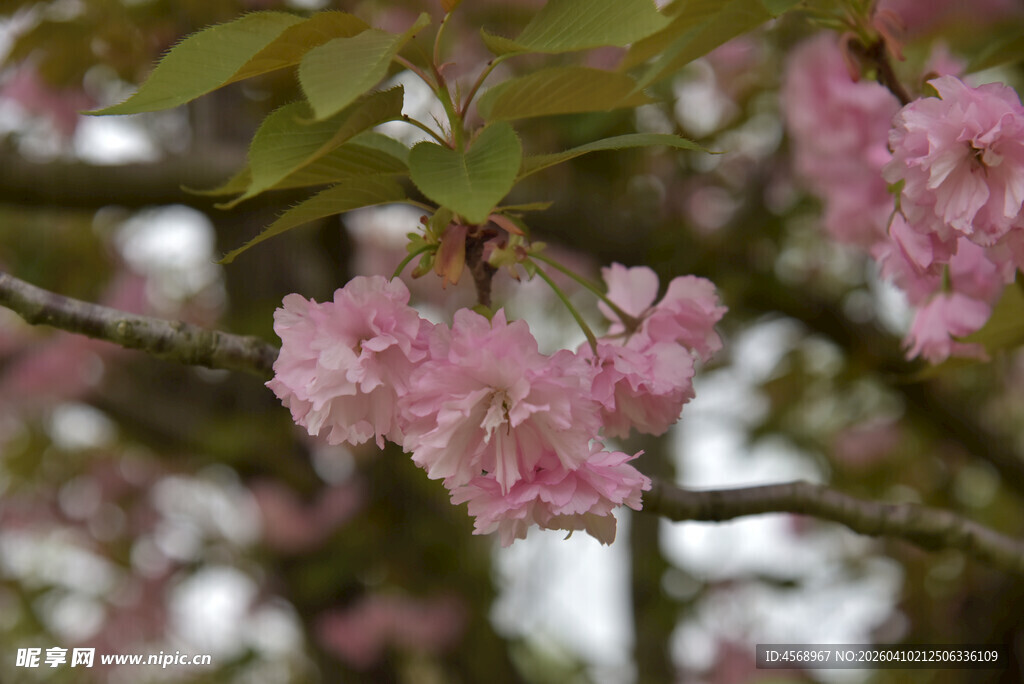 枝头绽放的粉嫩樱花