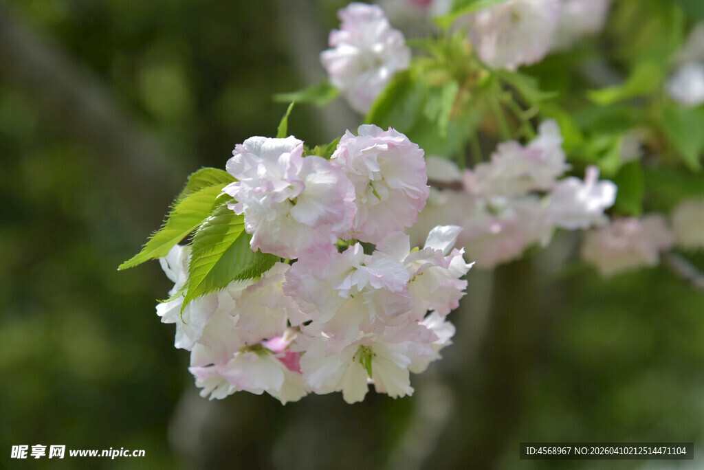 枝头绽放的粉嫩樱花