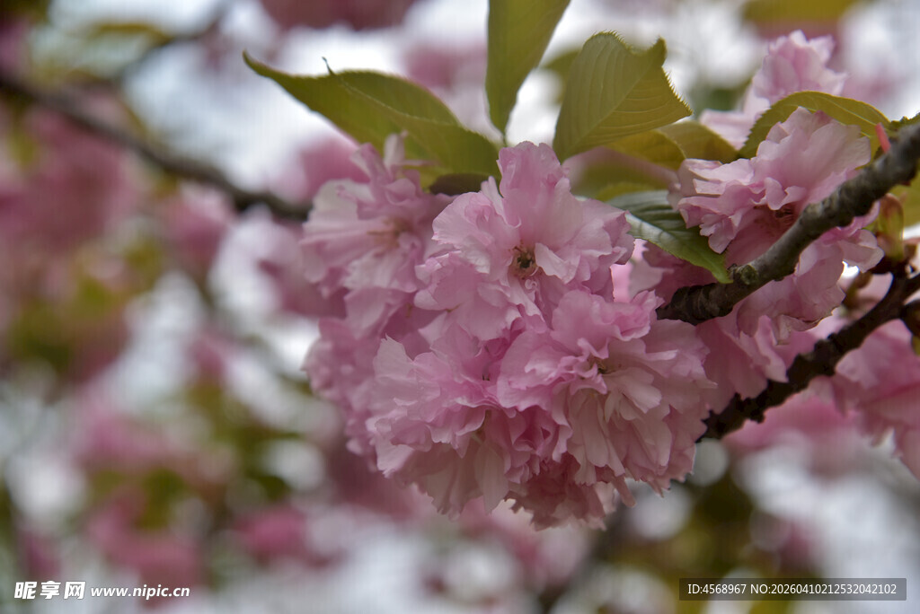 枝头粉嫩樱花绽放