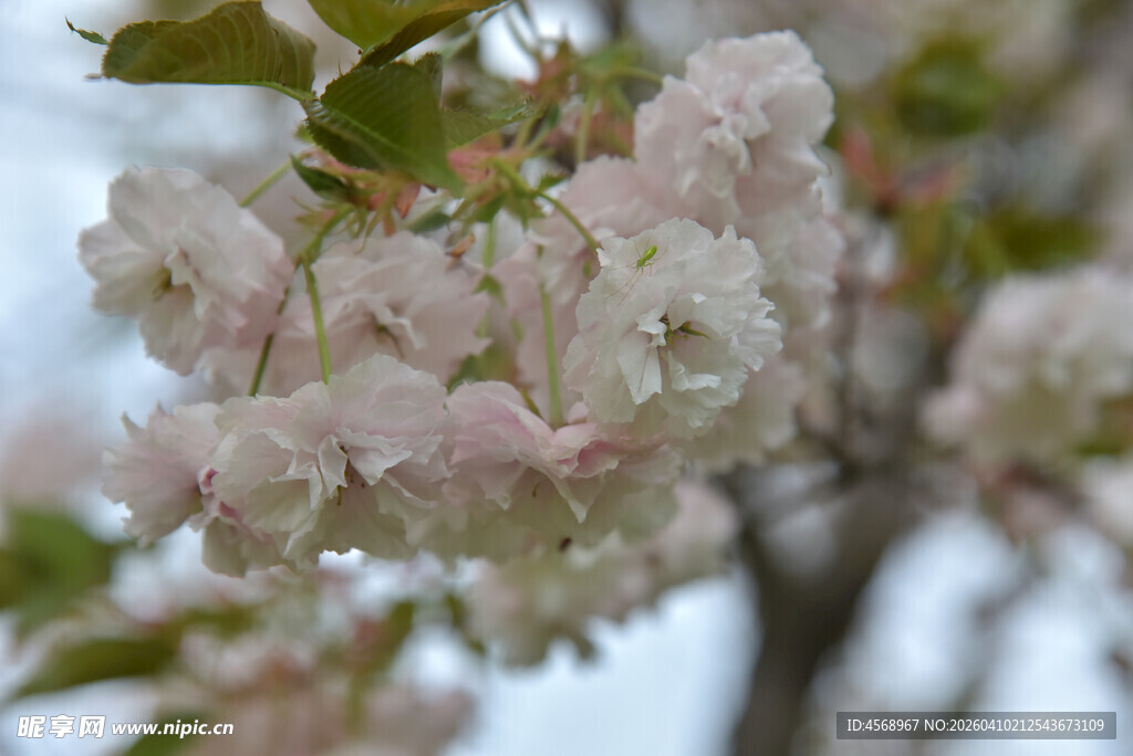 粉嫩樱花绽放枝头