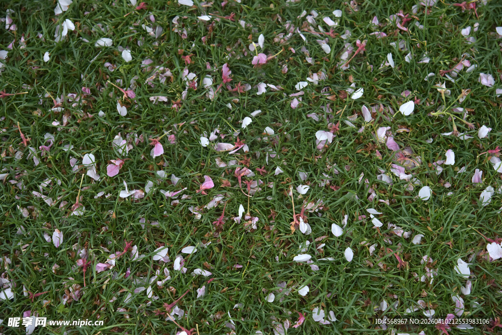 绿草间散落缤纷花瓣