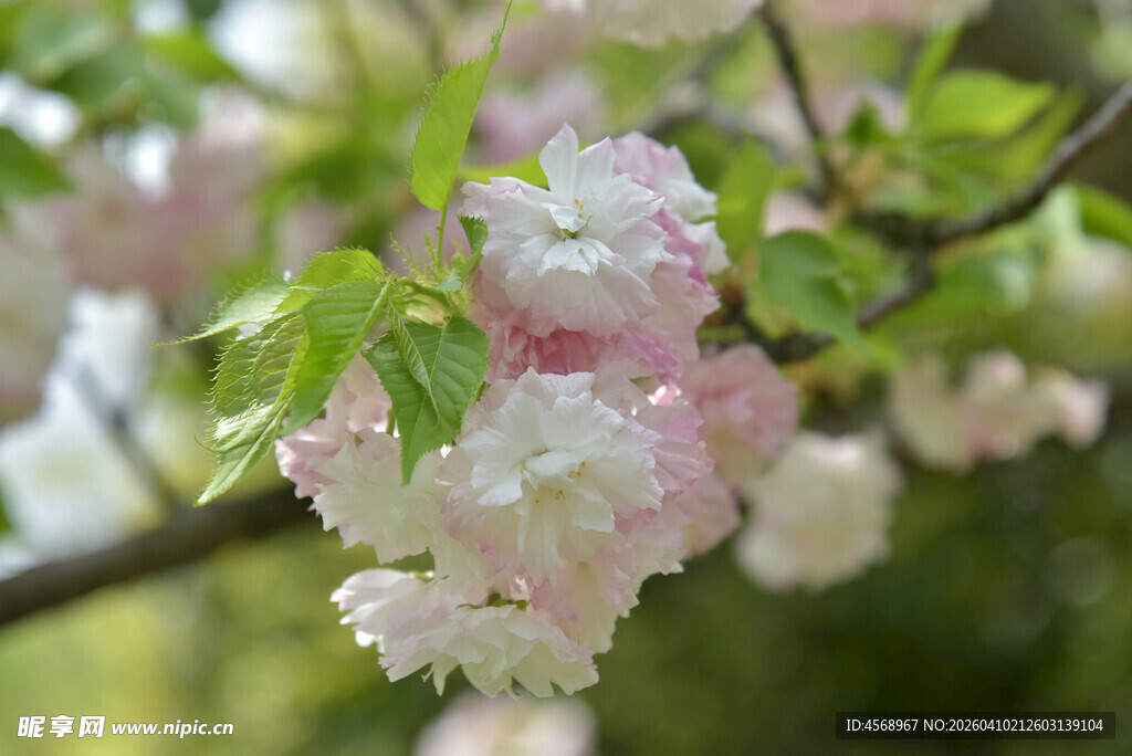 粉嫩樱花枝头绽放