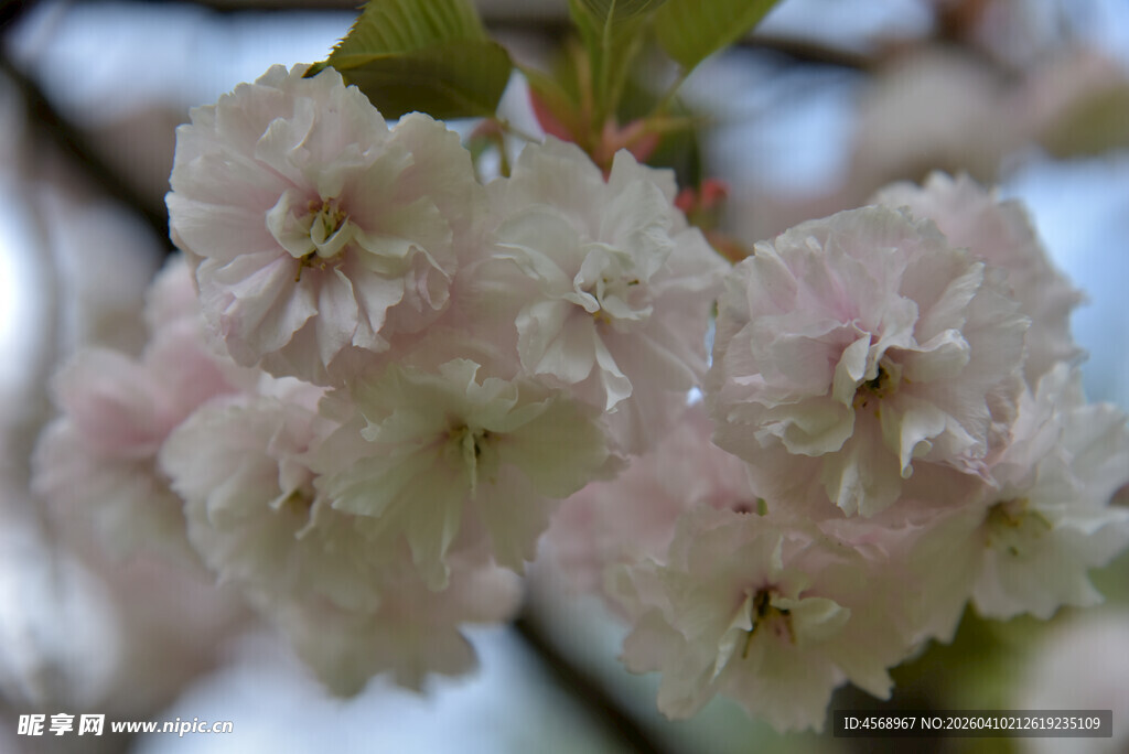 粉嫩樱花绽放枝头