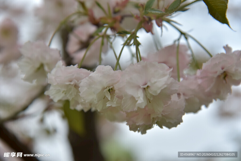 枝头绽放的粉嫩樱花