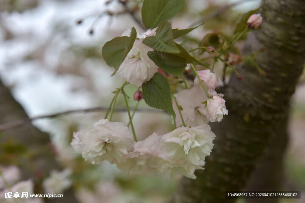 枝头绽放的粉嫩樱花