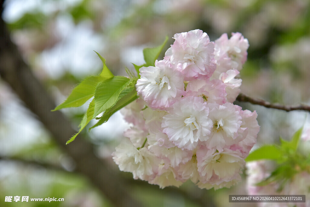 粉嫩樱花枝头绽放